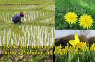 Rice paddy fields and beautiful yellow flowers.